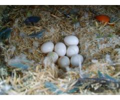 Candle Tested Fertile parrot eggs,birds and parrots for sale ( Good prices)