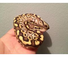 Baby ball python morphs & Baby red tail boas (low fees) (Upper East Side, NYC)