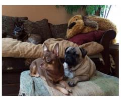 Pawsitively Petastic, LLC Pet Sitting & In-Home Boarding (Westchester / Putnam)