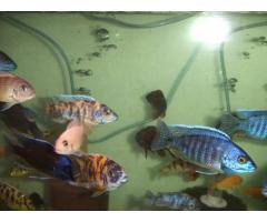 African cichlids, Peacocks and Haps (Bronx, nyc)
