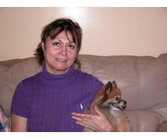 Lost My Old Girl Pomeranian 12 years old dog - (Floral Park, NY)