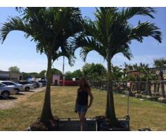 PALM TREE SPECIAL - ALL COLD HARDY PALMS $60/ Foot DELIVERED - (Nassau / Suffolk, NY)