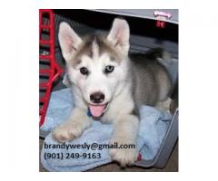 We have two lovely hand raised Male and Female baby siberian husky puppies