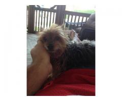 LOST 4LB YORKSHIRE TERRIER - (STATEN ISLAND, NYC)