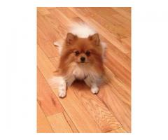 POMERANIAN WENT MISSING MALE NOT NEUTERED NO COLLAR - (SUNSET PARK, NYC)