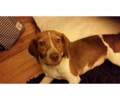 lost Beagle mix female: REWARD - (Northport, NY)