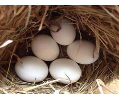 Tested Fertile parrot eggs,birds and parrots for sale