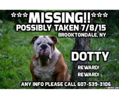 missing english bulldog - (brooktondale, NY)