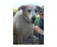 Lost White and Tan Dog - (Smithtown, NY)