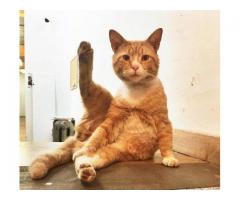 MISSING Orange Cat - (Bushwick, NYC)