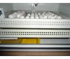 Parrots and Fertile parrot eggs for sale