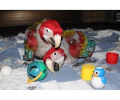 Parrots and Fertile parrot eggs for sale