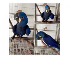 Parrot and eggs for sale text now (940) 463-4916