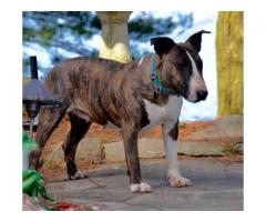 LOST BULL TERRIER-REWARD! - (Sterling Forest, NY)