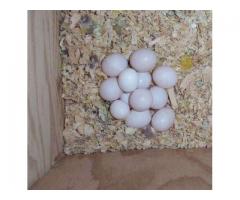 Fresh Laid Guaranteed Fertile Tested Parrot Eggs Available