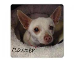 Lost Dog Casper - (Farmingville /Selden)