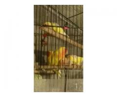2 Lutino baby lovebirds one month old for rehoming - (Corona, Queens, NYC)