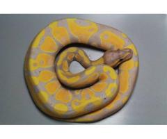 Coral Glow Ball Python for Rehoming - (Queens, NYC)