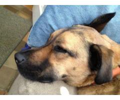 Lost mixed-breed brown dog, male - (Rye, NY)