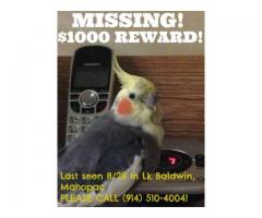 MISSING COCKATIEL -$1000 REWARD! - (MAHOPAC, NY)