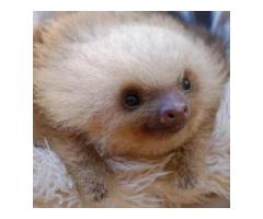 Help! Free baby sloth! - (Downtown, NYC)