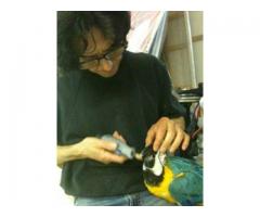 Professional Bird Sitter/Groomer (NYC/Queens/Brooklyn, NY)